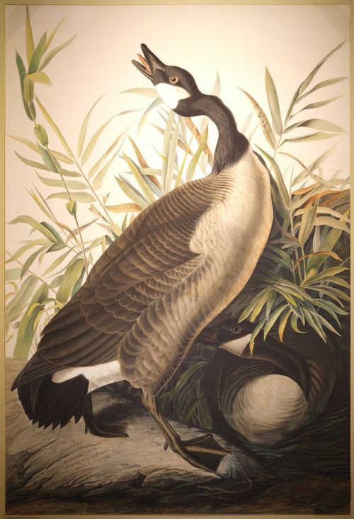 E497 - Audubon Elephant Folio Size Reprodutions - i0767