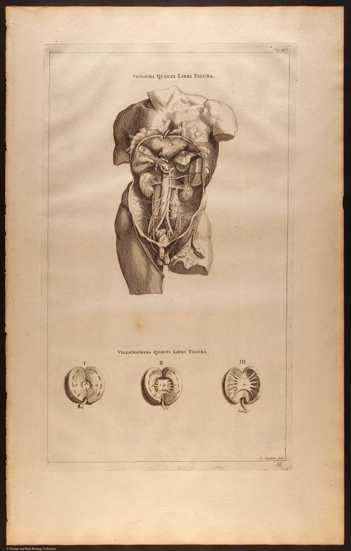 E510 - Anatomy Atlas - Vesalius - i0610