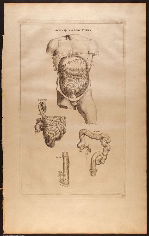 E510 - Anatomy Atlas - Vesalius - i0611