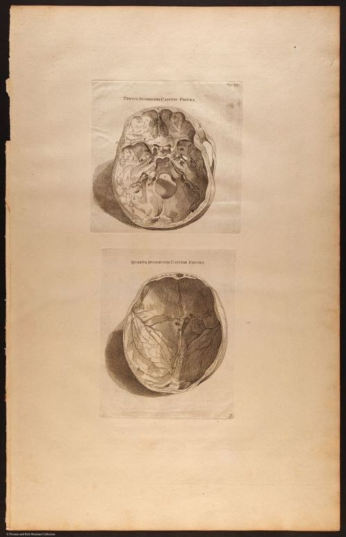 E510 - Anatomy Atlas - Vesalius - i0613