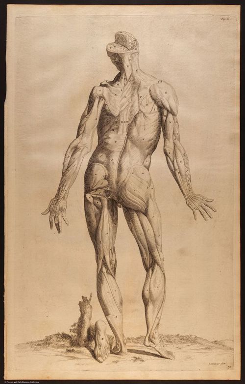 E510 - Anatomy Atlas - Vesalius - i0614