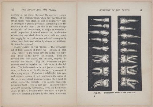 E525 - Teeth - i25100-25101