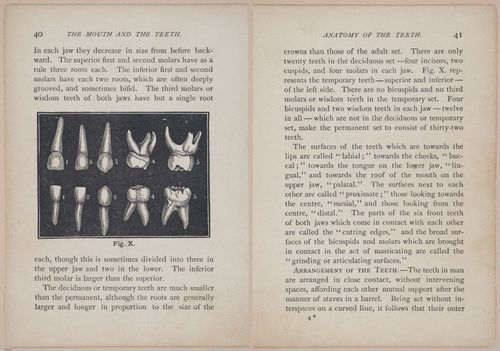 E525 - Teeth - i25104-25105