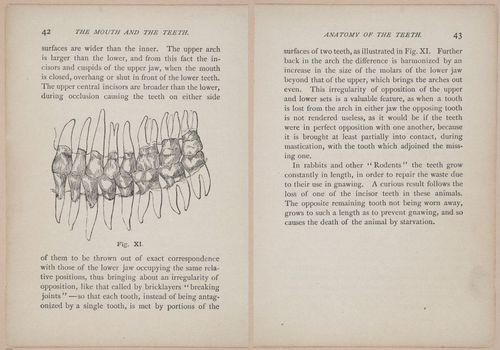 E525 - Teeth - i25106-25107