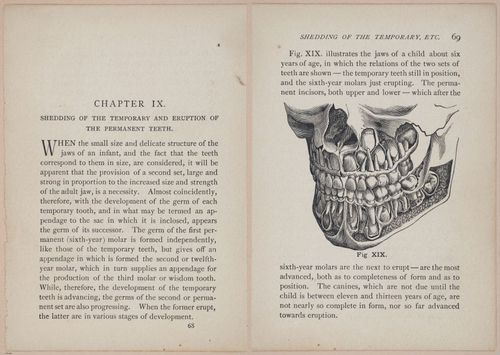 E525 - Teeth - i25132-25133
