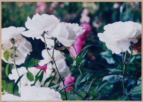 Roses blanches, Jardin de Monet, Giverny, France