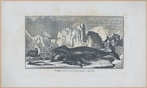 E591 - Discovery and Adventure in the Polar Seas - 29859