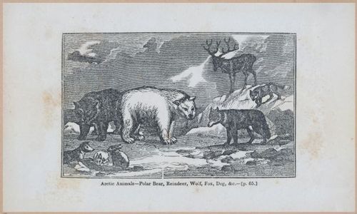 E591 - Discovery and Adventure in the Polar Seas - 29860