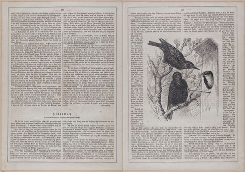 E593 - Daheim - i30492-30493