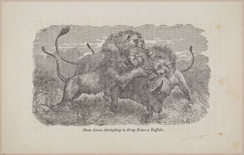 E626 - Livingstone’s Africa - 1872 - 0514