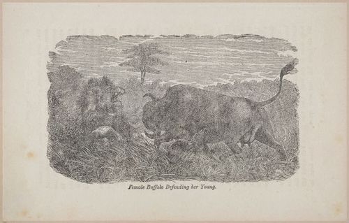 E626 - Livingstone’s Africa - 1872 - 0515