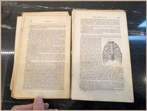 E675 - A System of Human Anatomy - 1857 - 2703