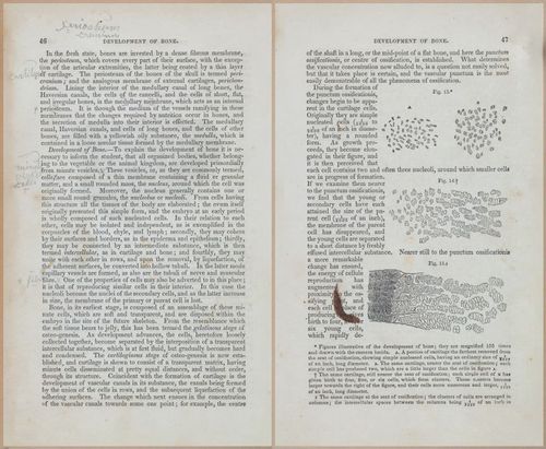 E675 - A System of Human Anatomy - 1857 - 4512-4513