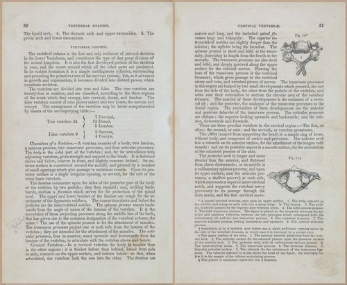 E675 - A System of Human Anatomy - 1857 - 4516-4517