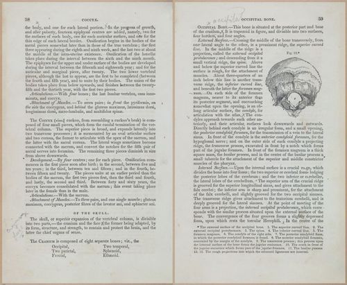 E675 - A System of Human Anatomy - 1857 - 4524-4525