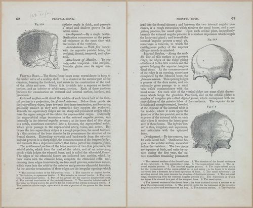 E675 - A System of Human Anatomy - 1857 - 4528-4529