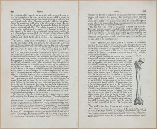 E675 - A System of Human Anatomy - 1857 - 4583-4584