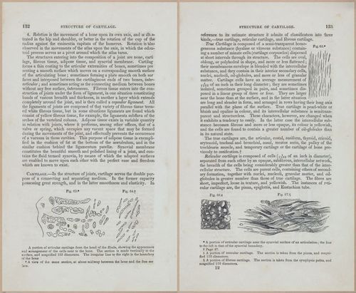 E675 - A System of Human Anatomy - 1857 - 4597-4598