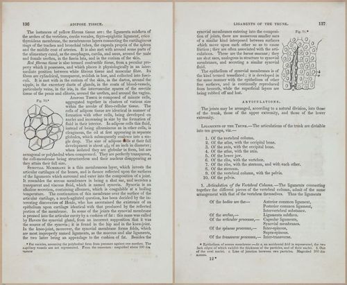 E675 - A System of Human Anatomy - 1857 - 4601-4602