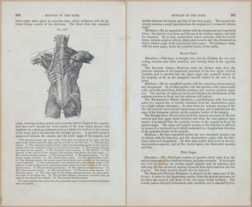 E675 - A System of Human Anatomy - 1857 - 4665-4666