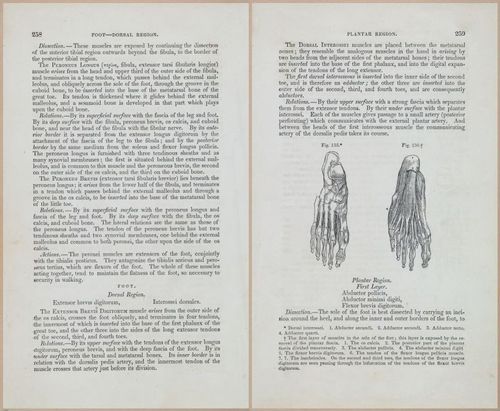 E675 - A System of Human Anatomy - 1857 - 4724-4725