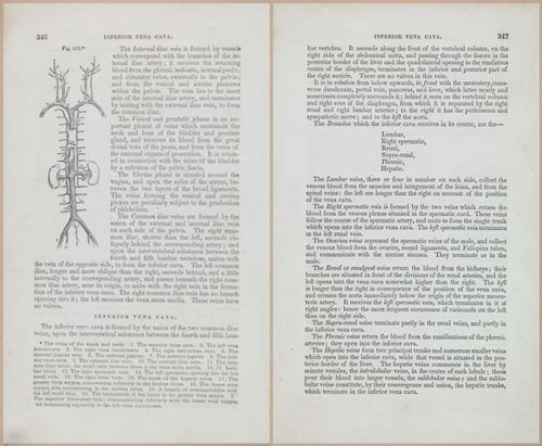 E675 - A System of Human Anatomy - 1857 - 4811-4812