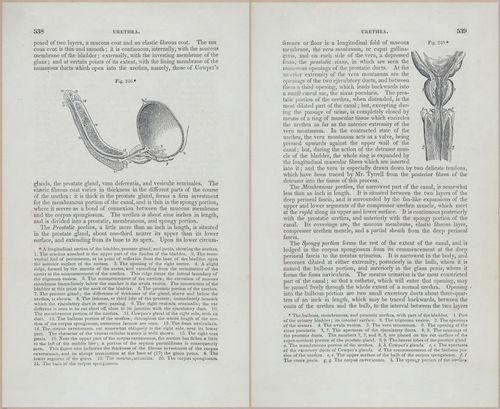 E675 - A System of Human Anatomy - p92-5751-5752