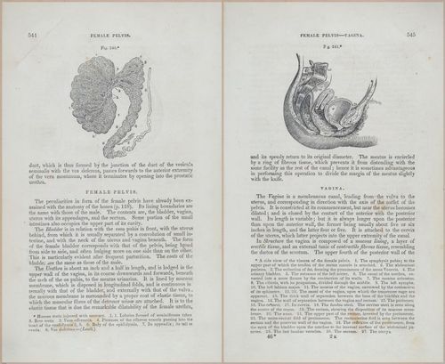 E675 - A System of Human Anatomy - p92-5757-5758