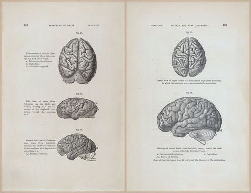 E624 - Charles Lyell - 10824-10825