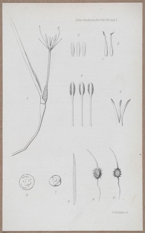 E805 - Linnean - i14054
