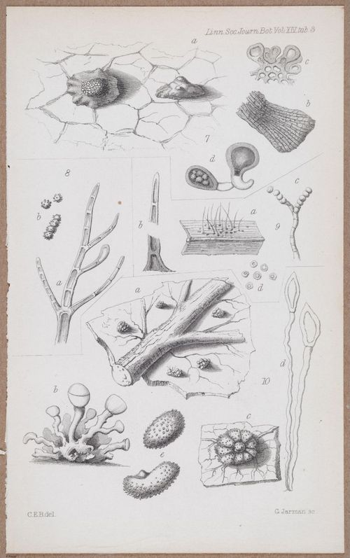 E805 - Linnean - i14057