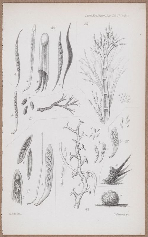 E805 - Linnean - i14061