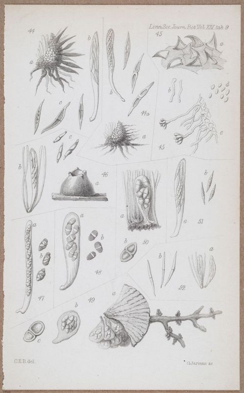 E805 - Linnean - i14062
