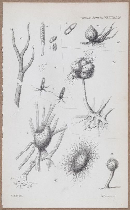E805 - Linnean - i14063