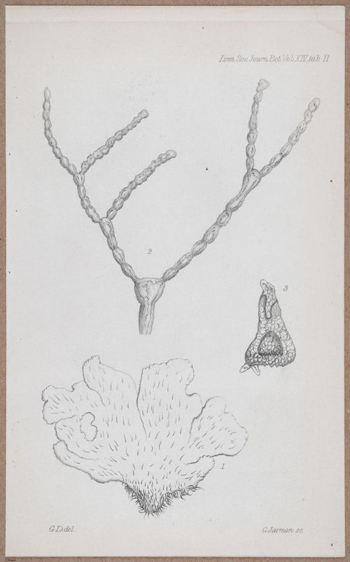 E805 - Linnean - i14064