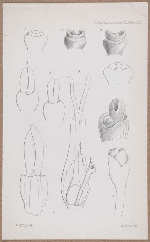 E805 - Linnean - i14065