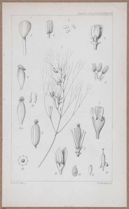 E805 - Linnean - i14066