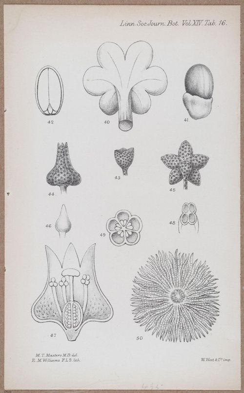 E805 - Linnean - i14067