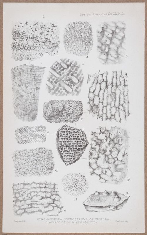 E805 - Linnean - i14082