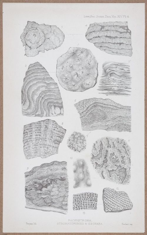 E805 - Linnean - i14084