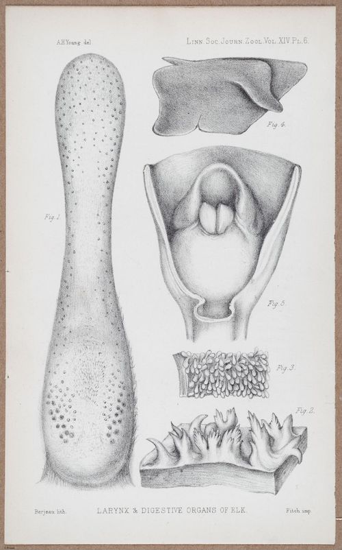 E805 - Linnean - i14086