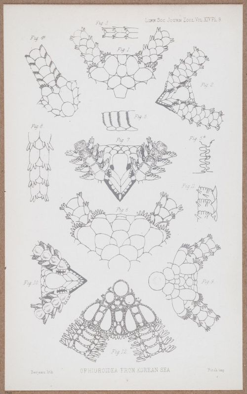 E805 - Linnean - i14089