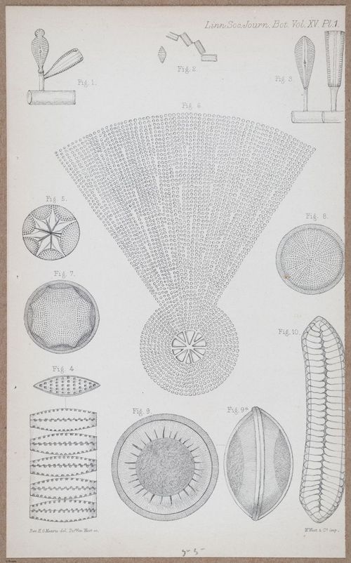 E805 - Linnean - i14105