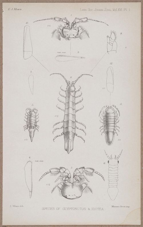 E805 - Linnean - i14122