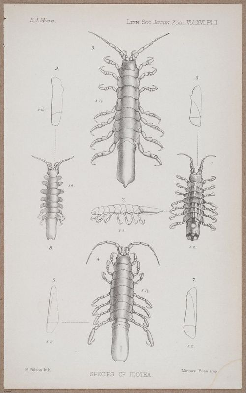 E805 - Linnean - i14123