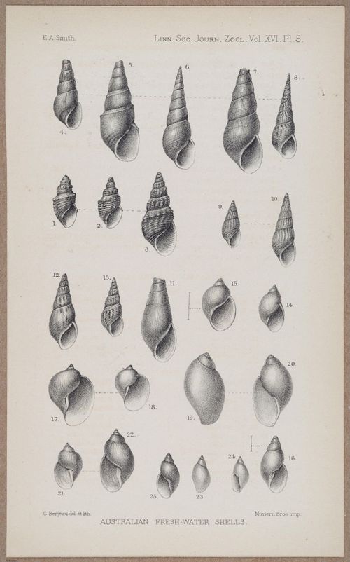 E805 - Linnean - i14126