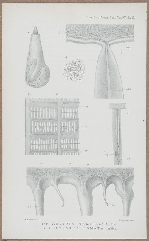 E805 - Linnean - i14131