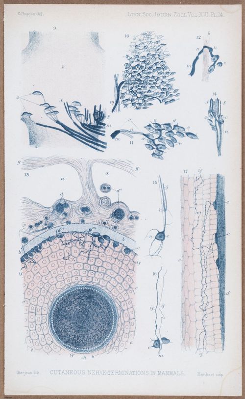 E805 - Linnean - i14135