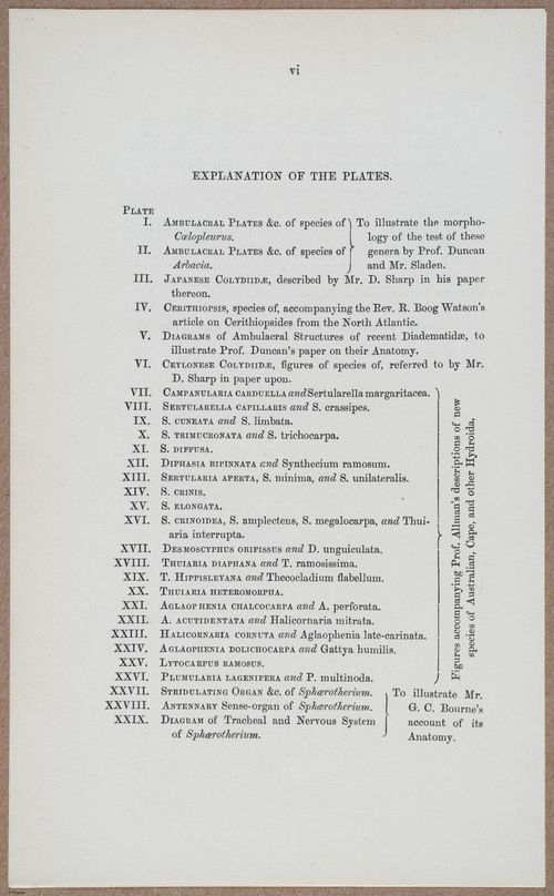 E805 - Linnean - i14349