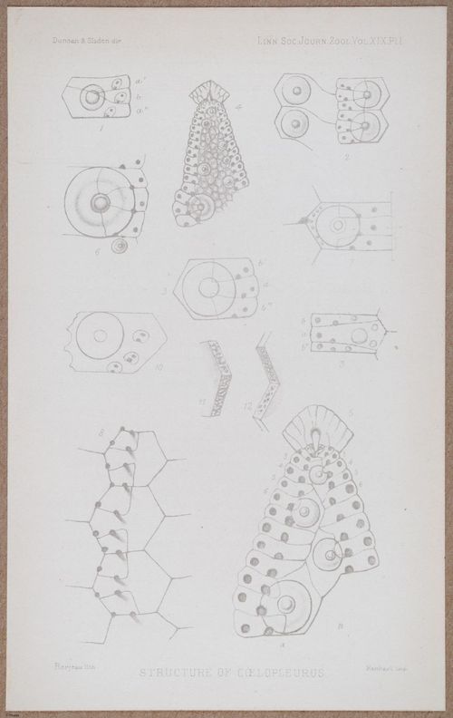 E805 - Linnean - i14352